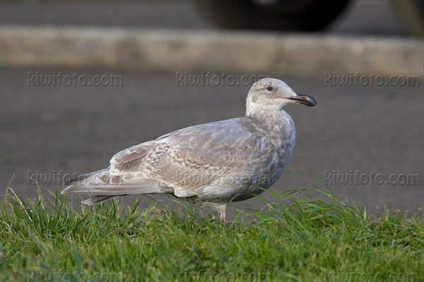 Glaucous-winged Gull Image @ Kiwifoto.com