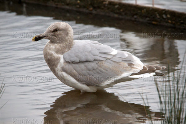 Glaucous-winged Gull Photo @ Kiwifoto.com