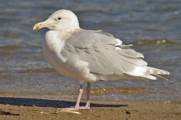 Glaucous-winged Gull Photo @ Kiwifoto.com