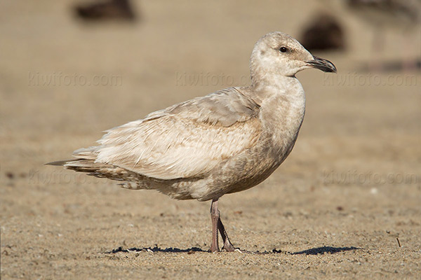 Glaucous-winged Gull Photo @ Kiwifoto.com