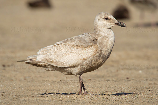 Glaucous-winged Gull Picture @ Kiwifoto.com