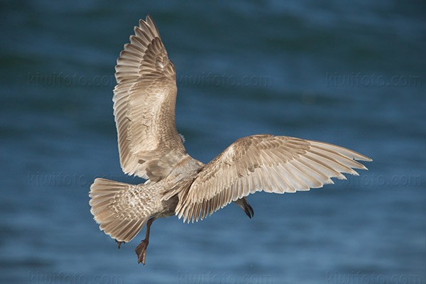 Glaucous-winged Gull Photo @ Kiwifoto.com