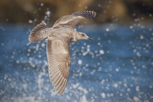 Glaucous-winged Gull Picture @ Kiwifoto.com