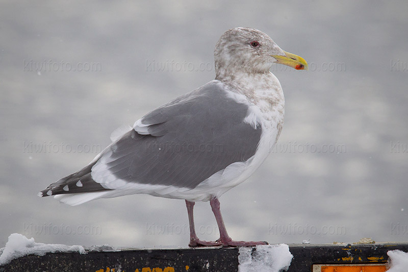 Glaucous-winged Gull Image @ Kiwifoto.com