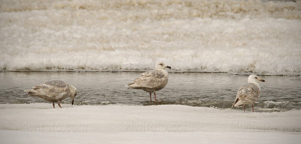 Glaucous-winged Gull Photo @ Kiwifoto.com