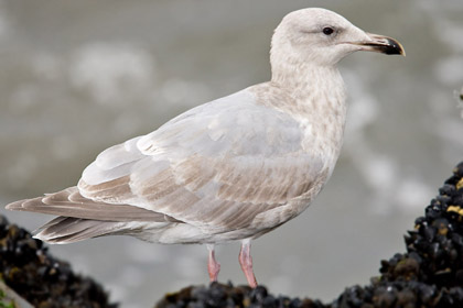 Glaucous-winged x Western Gull