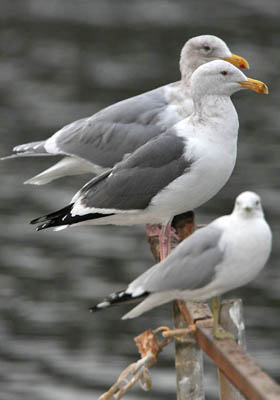 Glaucous-winged Gull (Glaucous-winged Gull back, Western Gull middle, Ring-billed Gull front)