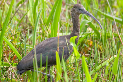 Glossy Ibis Image @ Kiwifoto.com