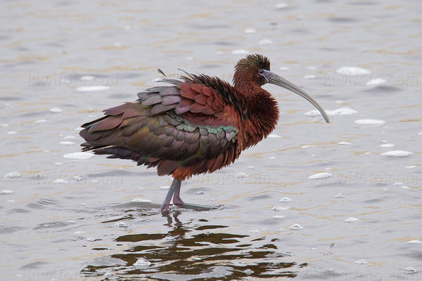 Glossy Ibis Image @ Kiwifoto.com