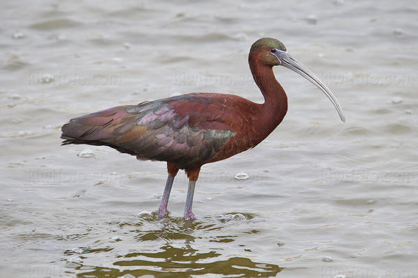 Glossy Ibis