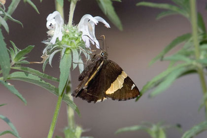 Golden Banded Skipper Picture @ Kiwifoto.com