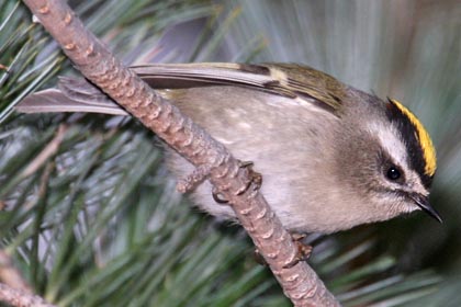 Golden-crowned Kinglet Picture @ Kiwifoto.com