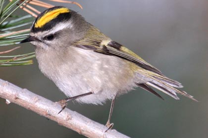 Golden-crowned Kinglet Photo @ Kiwifoto.com