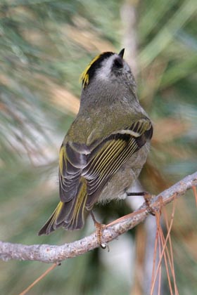 Golden-crowned Kinglet Picture @ Kiwifoto.com