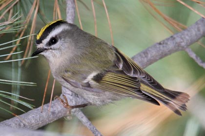 Golden-crowned Kinglet Picture @ Kiwifoto.com