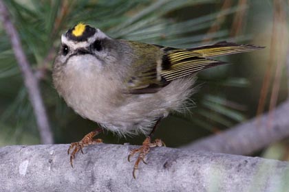 Golden-crowned Kinglet Image @ Kiwifoto.com