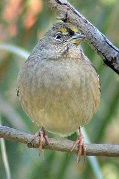 Golden-crowned Sparrow Photo @ Kiwifoto.com