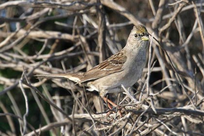 Golden-crowned Sparrow Image @ Kiwifoto.com