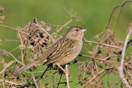 Golden-crowned Sparrow Image @ Kiwifoto.com