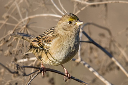 Golden-crowned Sparrow Image @ Kiwifoto.com