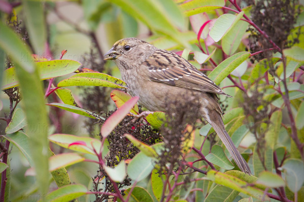 Golden-crowned Sparrow Image @ Kiwifoto.com