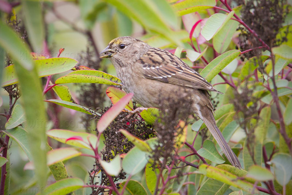 Golden-crowned Sparrow Picture @ Kiwifoto.com