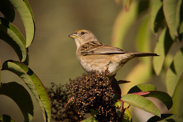 Golden-crowned Sparrow Photo @ Kiwifoto.com