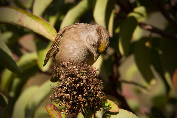 Golden-crowned Sparrow Picture @ Kiwifoto.com