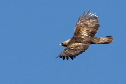 Golden Eagle Picture @ Kiwifoto.com