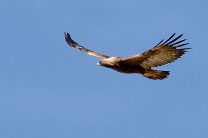 Golden Eagle Photo @ Kiwifoto.com