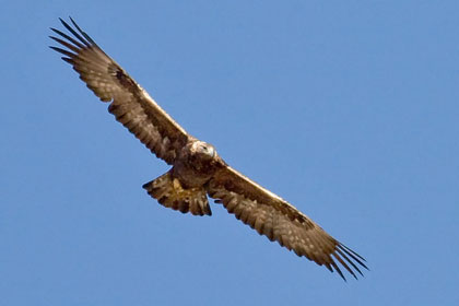 Golden Eagle Picture @ Kiwifoto.com