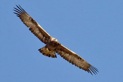 Golden Eagle Photo @ Kiwifoto.com