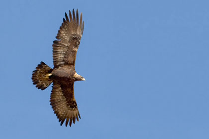 Golden Eagle Picture @ Kiwifoto.com