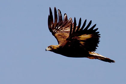 Golden Eagle Photo @ Kiwifoto.com