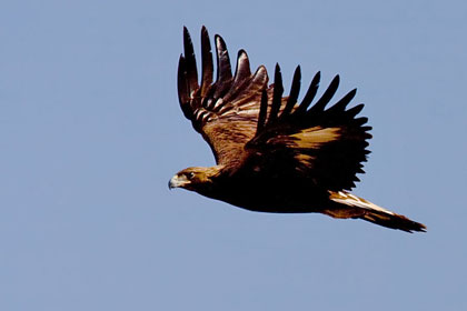 Golden Eagle Image @ Kiwifoto.com