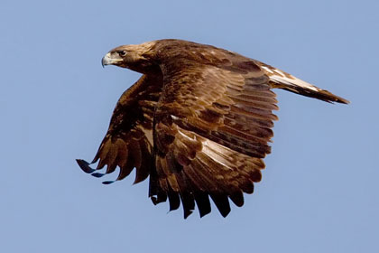 Golden Eagle Photo @ Kiwifoto.com