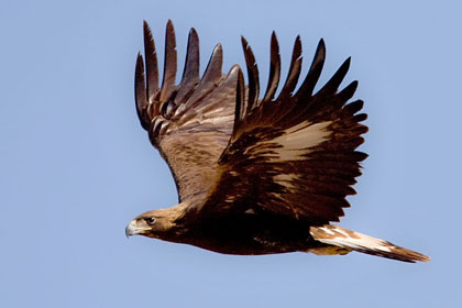 Golden Eagle Photo @ Kiwifoto.com