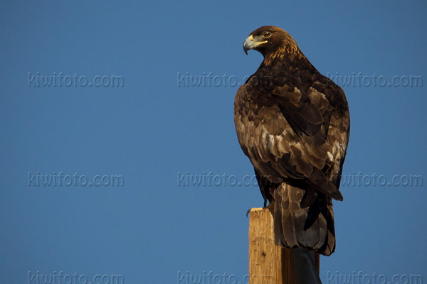 Golden Eagle Photo @ Kiwifoto.com