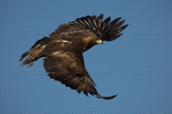 Golden Eagle Photo @ Kiwifoto.com