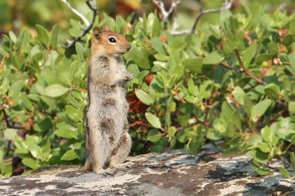 Golden-mantled Ground Squirrel Picture @ Kiwifoto.com