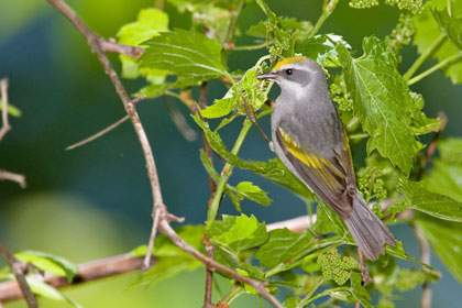 Golden-winged Warbler (female)