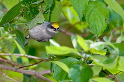 Golden-winged Warbler (female)