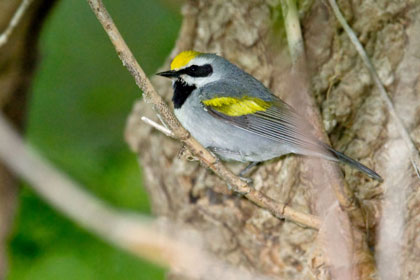 Golden-winged Warbler Photo @ Kiwifoto.com