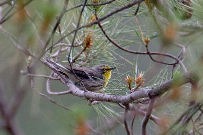 Grace's Warbler Image @ Kiwifoto.com