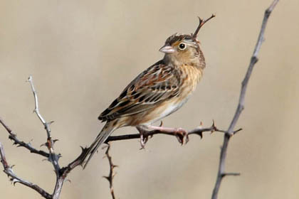 Grasshopper Sparrow Picture @ Kiwifoto.com