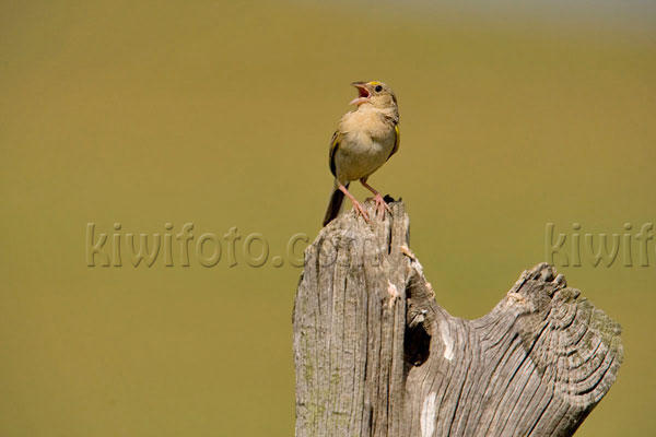 Grasshopper Sparrow Photo @ Kiwifoto.com