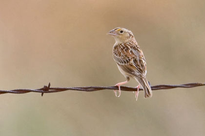 Grasshopper Sparrow Photo @ Kiwifoto.com
