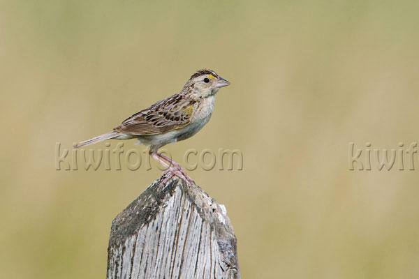 Grasshopper Sparrow Photo @ Kiwifoto.com