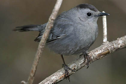 Gray Catbird Image @ Kiwifoto.com