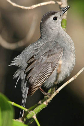 Gray Catbird Image @ Kiwifoto.com